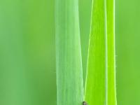 Kleinfliege auf Schilfblatt